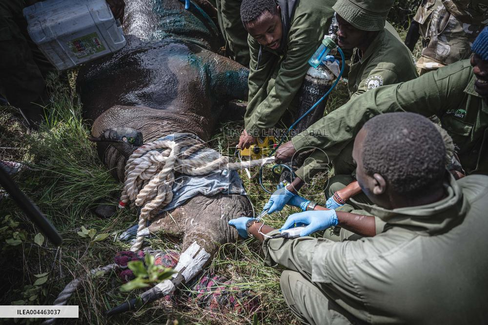 Black Rhino Translocation in Laikipia - Kenya
