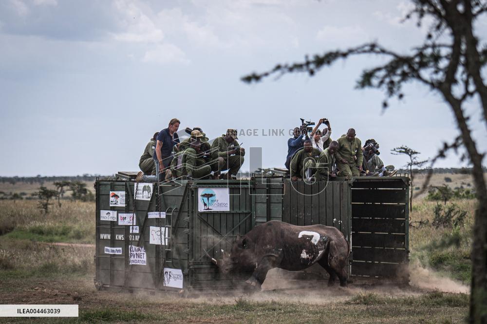 Black Rhino Translocation in Laikipia - Kenya
