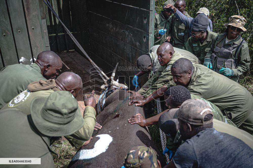 Black Rhino Translocation in Laikipia - Kenya