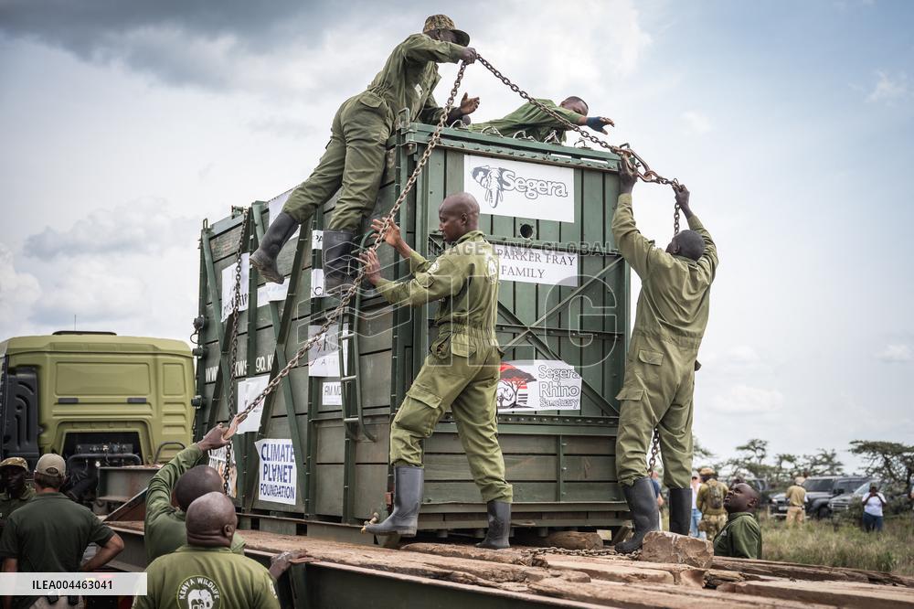 Black Rhino Translocation in Laikipia - Kenya