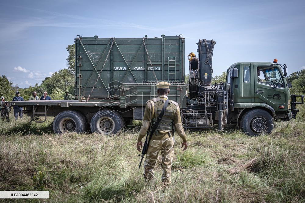 Black Rhino Translocation in Laikipia - Kenya
