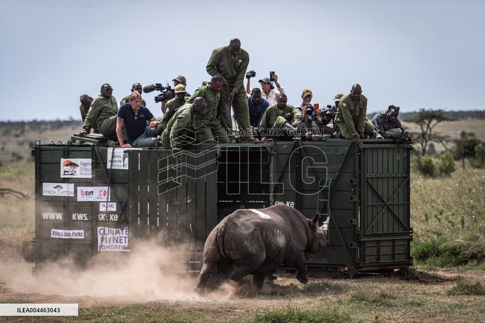 Black Rhino Translocation in Laikipia - Kenya