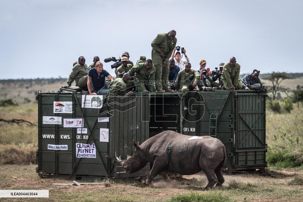 Black Rhino Translocation in Laikipia - Kenya