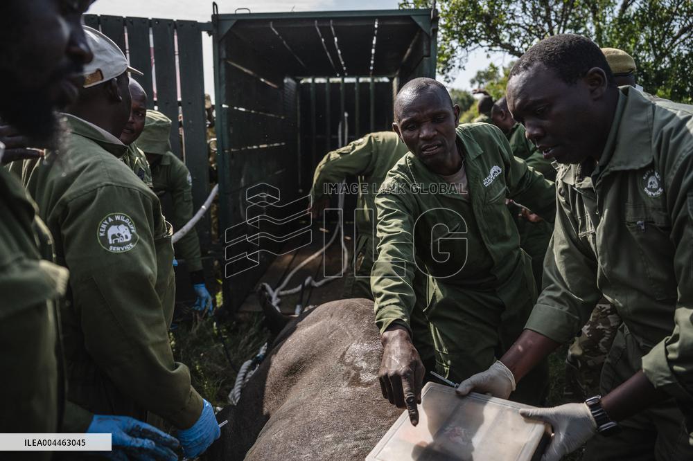 Black Rhino Translocation in Laikipia - Kenya