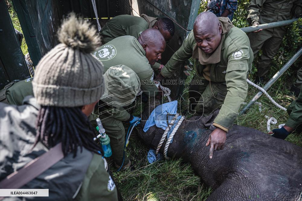 Black Rhino Translocation in Laikipia - Kenya
