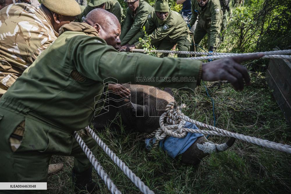 Black Rhino Translocation in Laikipia - Kenya
