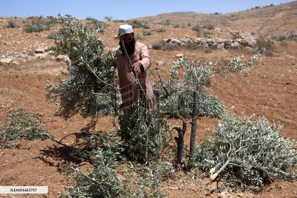Palestinians Check Olive Trees Vandalized By Settlers - Palestine