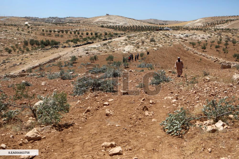 Palestinians Check Olive Trees Vandalized By Settlers - Palestine