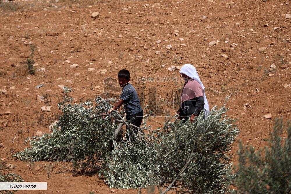 Palestinians Check Olive Trees Vandalized By Settlers - Palestine