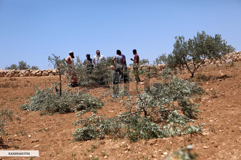Palestinians Check Olive Trees Vandalized By Settlers - Palestine