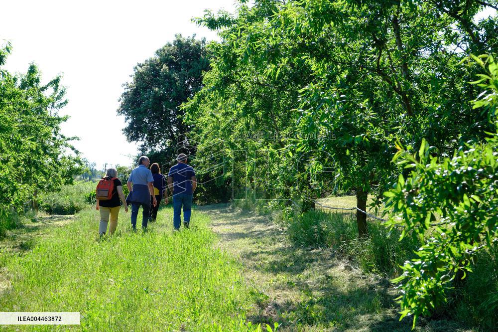 Organic Almond Tree Farm - France