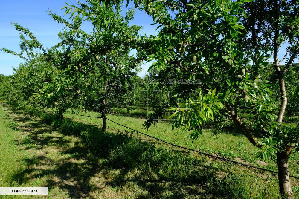 Organic Almond Tree Farm - France