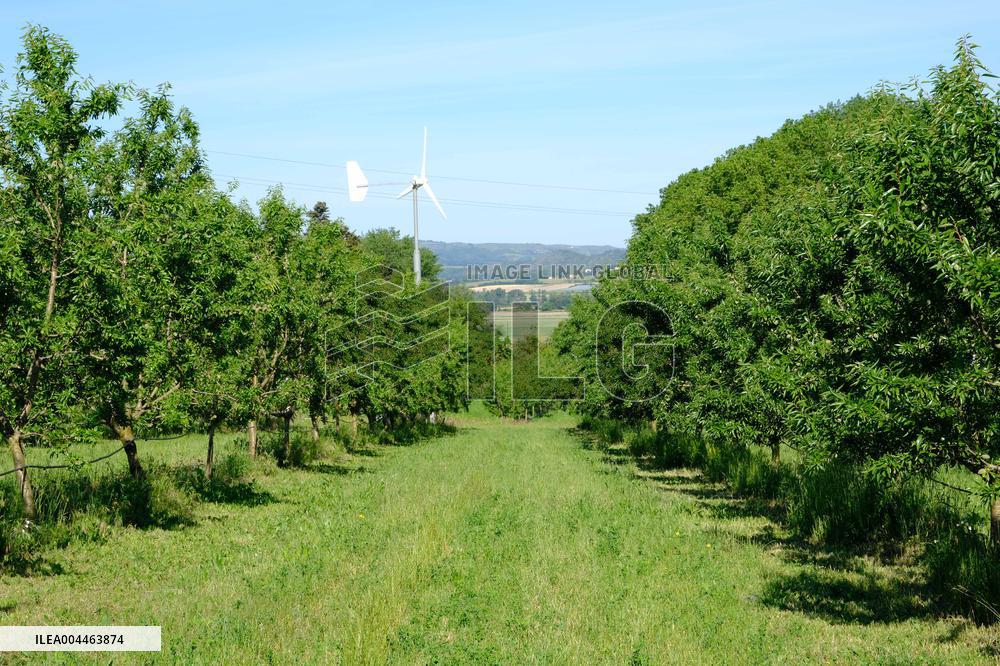 Organic Almond Tree Farm - France
