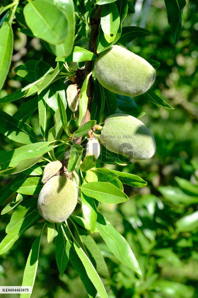 Organic Almond Tree Farm - France