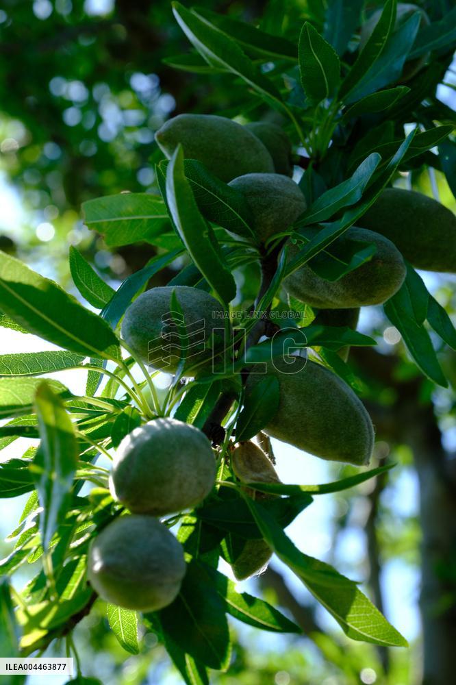 Organic Almond Tree Farm - France