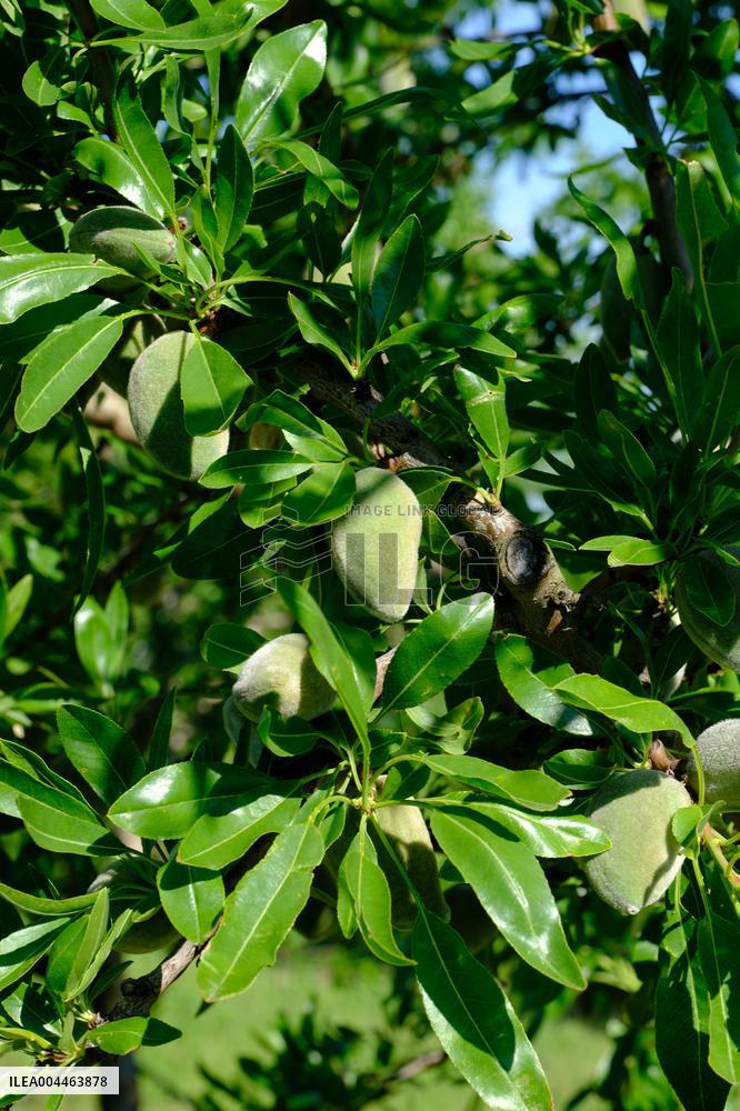 Organic Almond Tree Farm - France