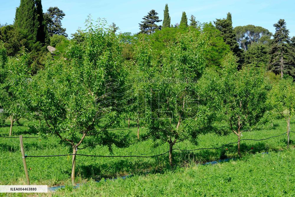 Organic Almond Tree Farm - France