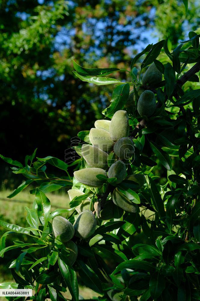 Organic Almond Tree Farm - France