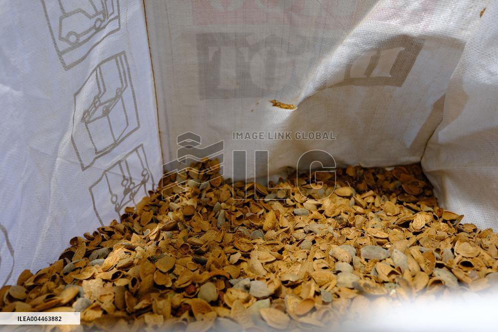 Organic Almond Tree Farm - France