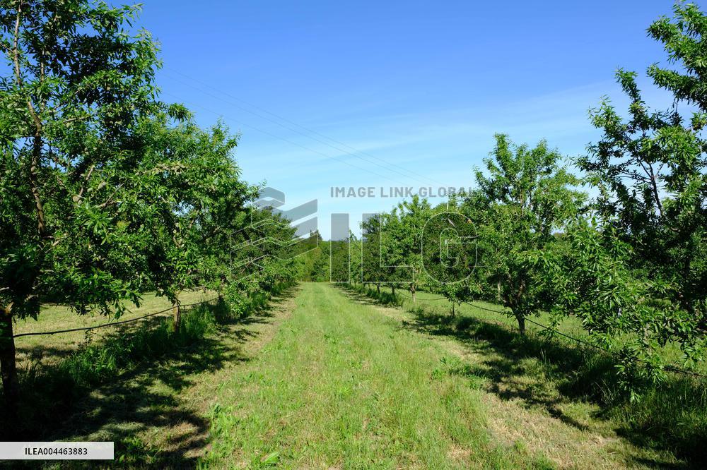 Organic Almond Tree Farm - France
