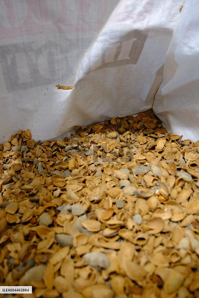 Organic Almond Tree Farm - France