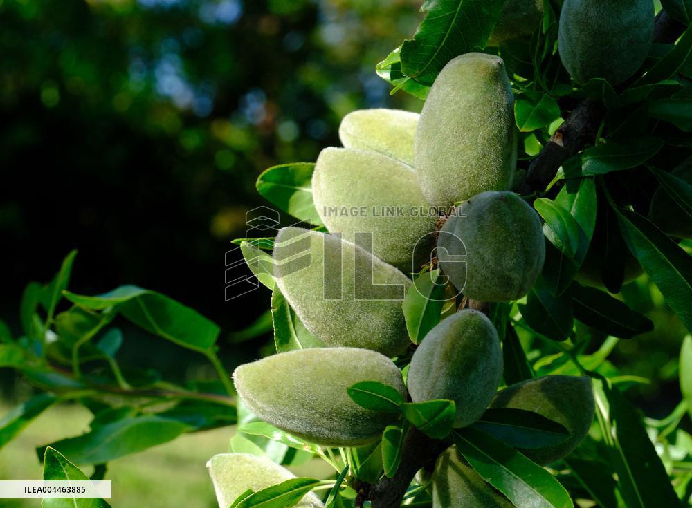 Organic Almond Tree Farm - France