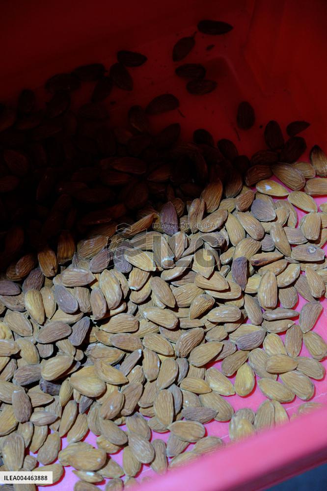 Organic Almond Tree Farm - France