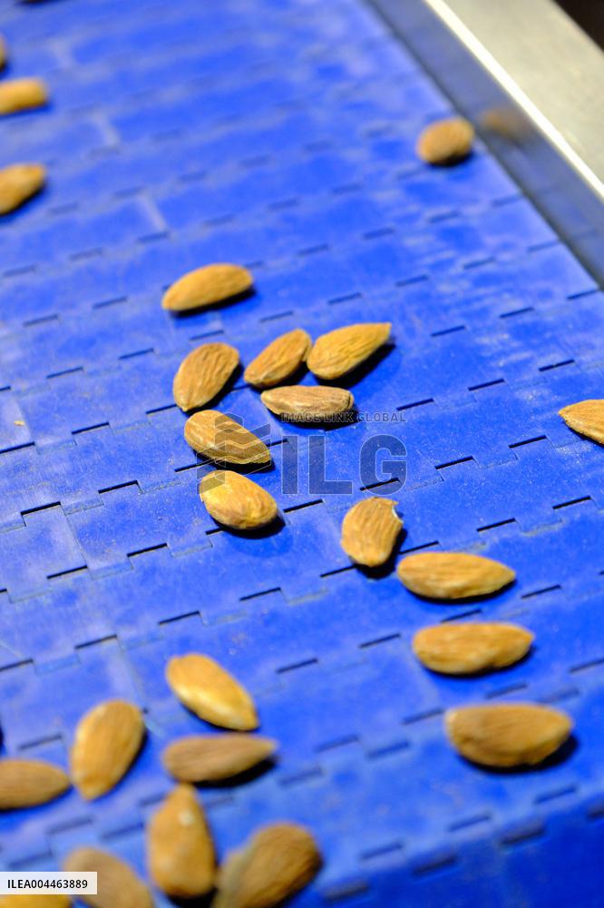 Organic Almond Tree Farm - France