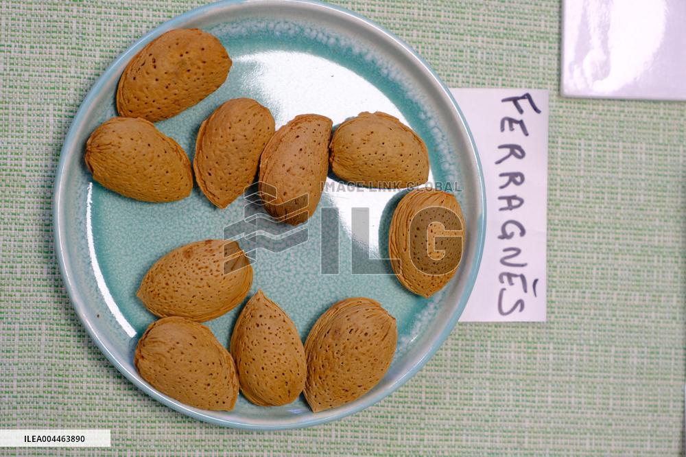 Organic Almond Tree Farm - France