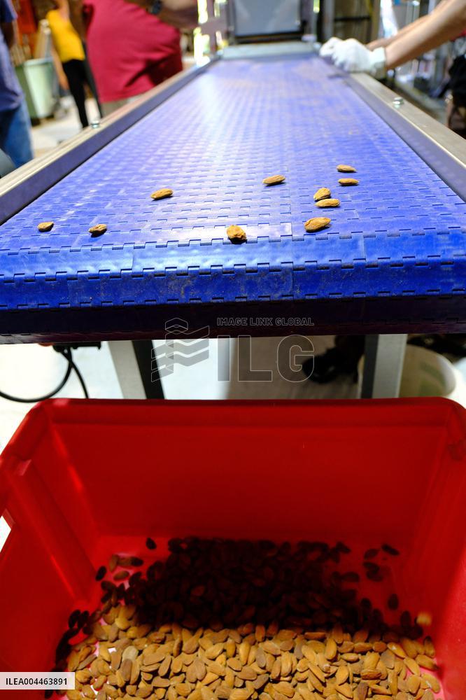Organic Almond Tree Farm - France