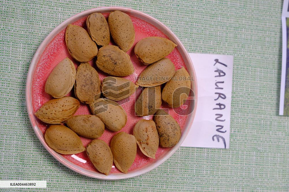 Organic Almond Tree Farm - France