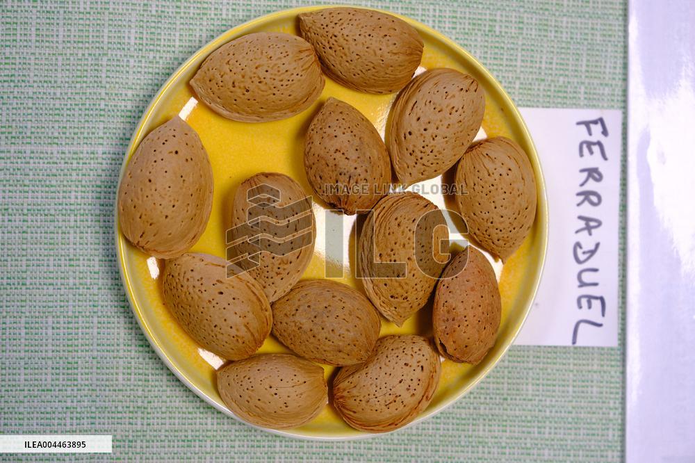 Organic Almond Tree Farm - France