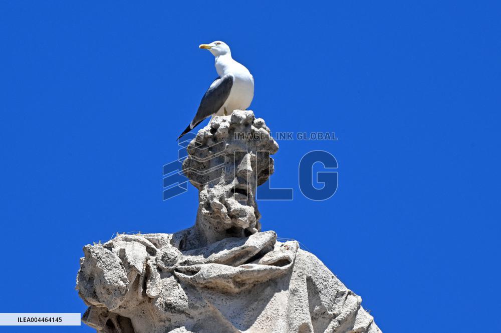 Pope Leo XIV Delivers His Blessing To The Faithful - Vatican