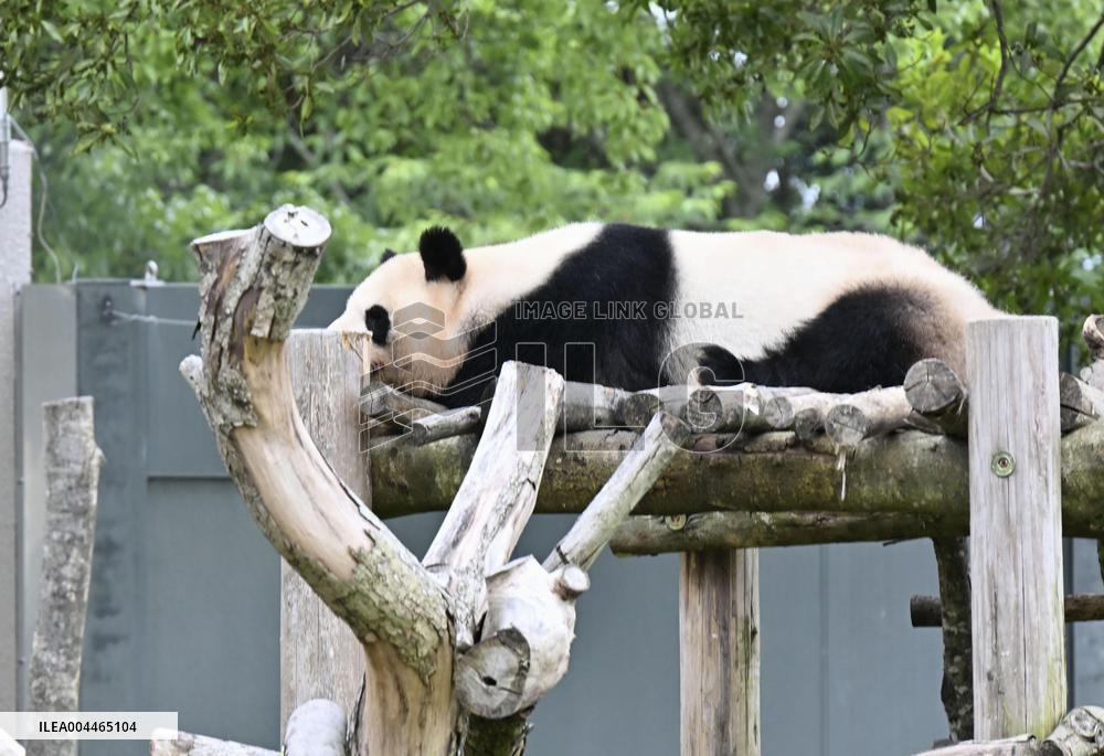 Giant panda at western Japan zoo