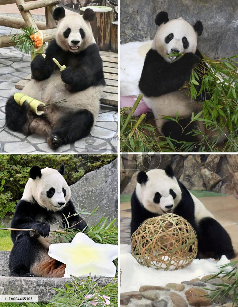 Giant pandas at western Japan zoo