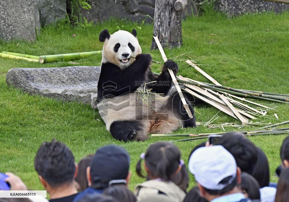 Giant panda at western Japan zoo