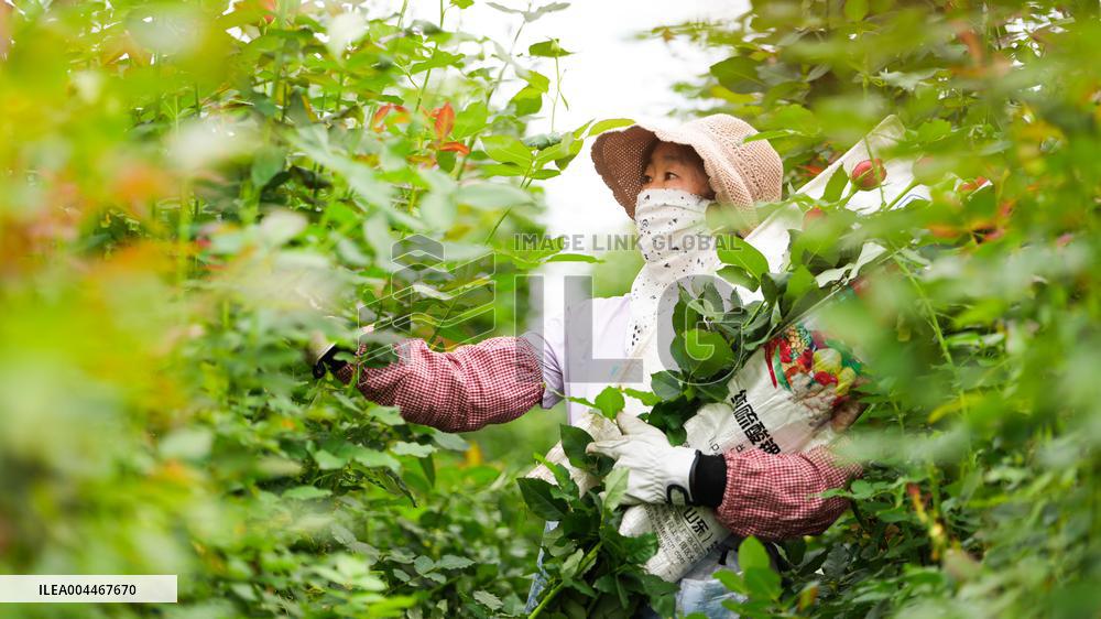 Flower industry in Rizhao