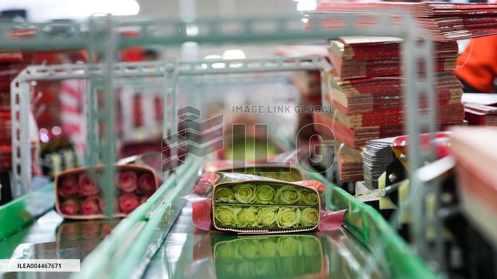 Flower industry in Rizhao