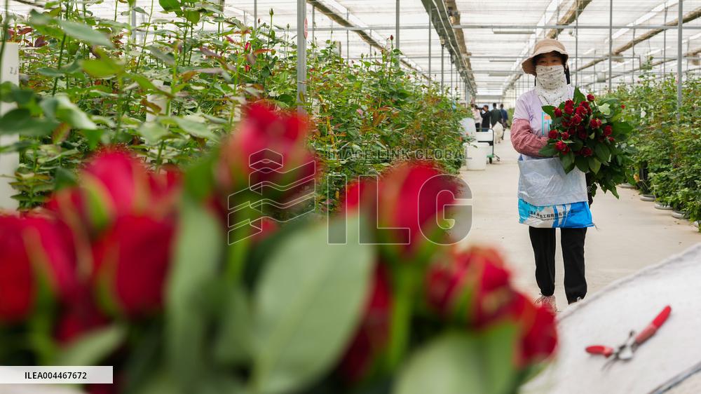 Flower industry in Rizhao