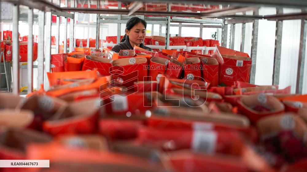 Flower industry in Rizhao