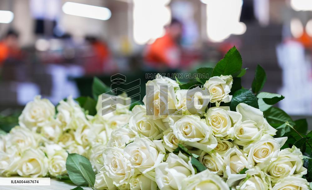 Flower industry in Rizhao