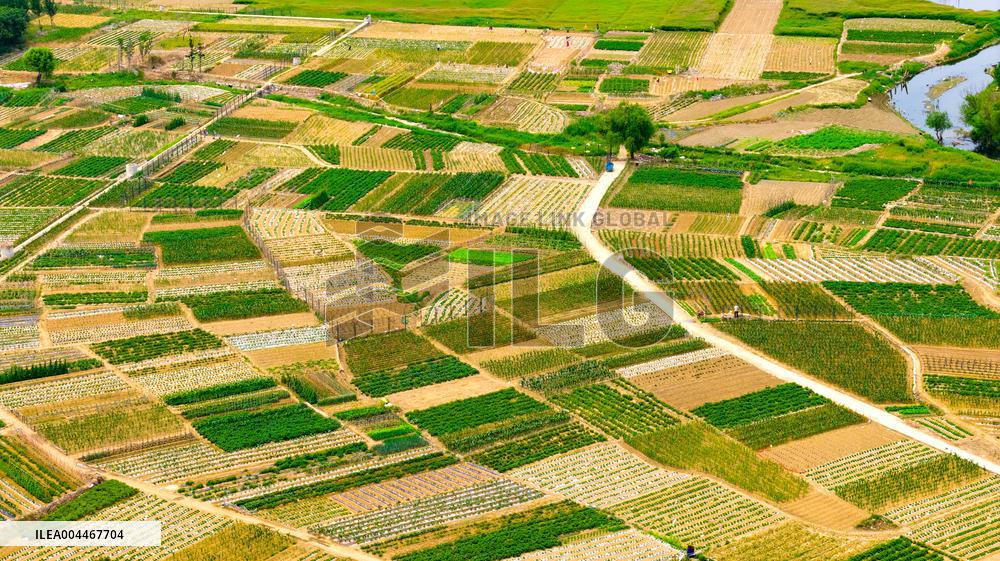 Vegetable Plantation