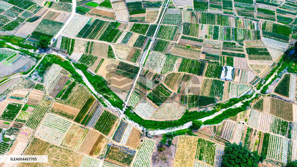 Vegetable Plantation