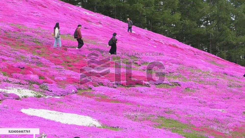 Moss phlox at Hokkaido park