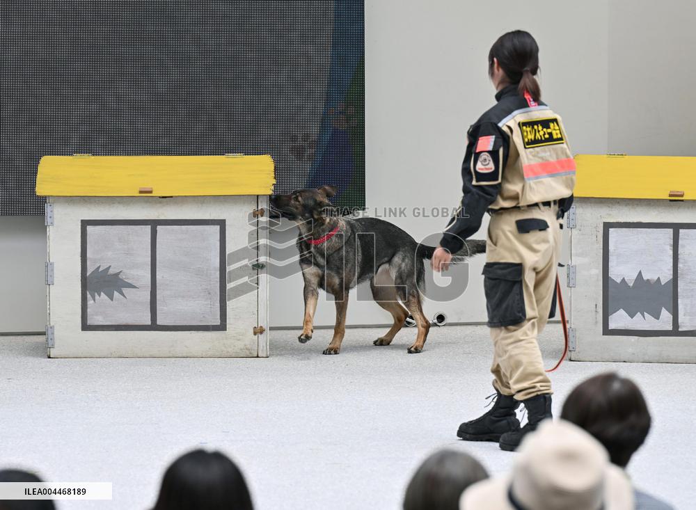 Rescue dog training at Osaka expo