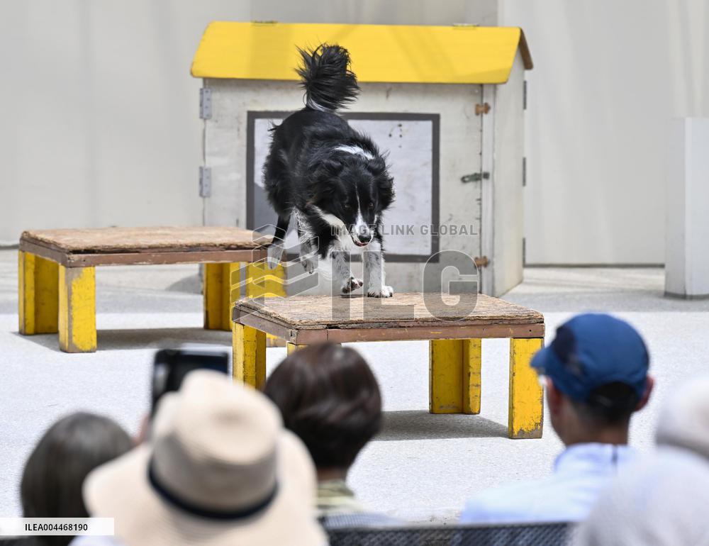 Rescue dog training at Osaka expo