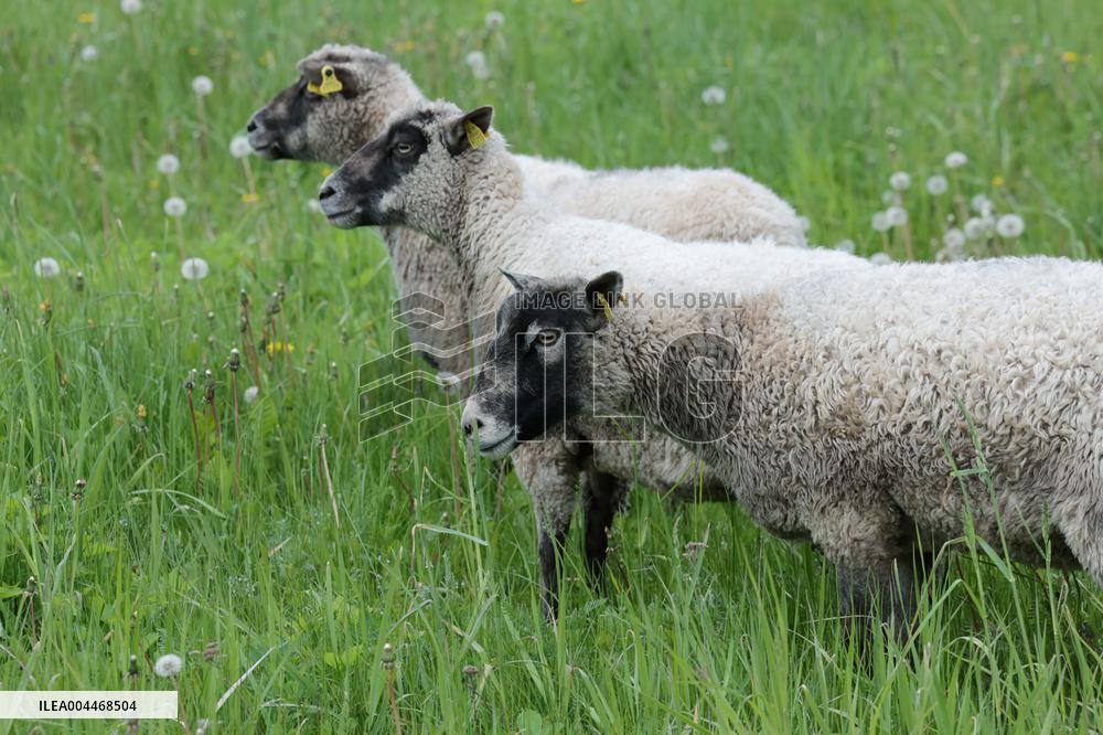 Urban sheep
