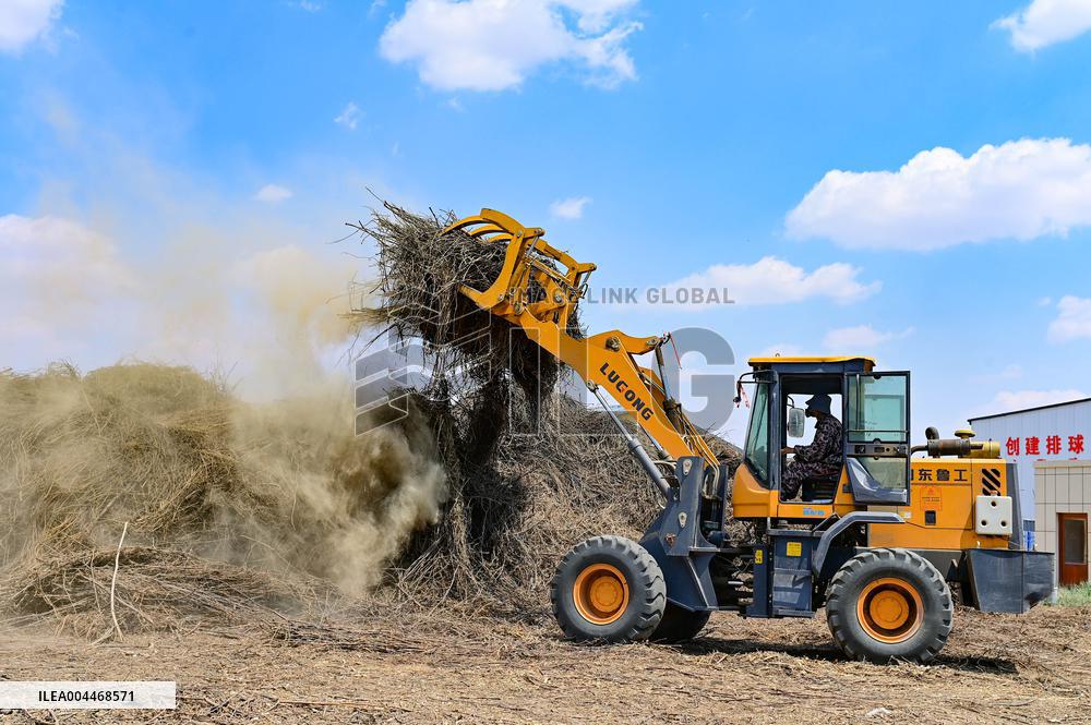 Caragana Ecological Economic Industrial Chain in Ordos