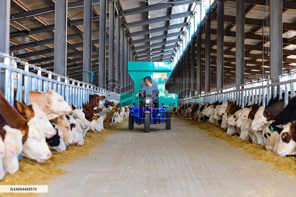 Caragana Ecological Economic Industrial Chain in Ordos