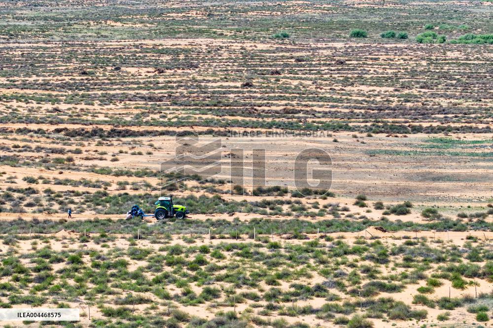 Caragana Ecological Economic Industrial Chain in Ordos